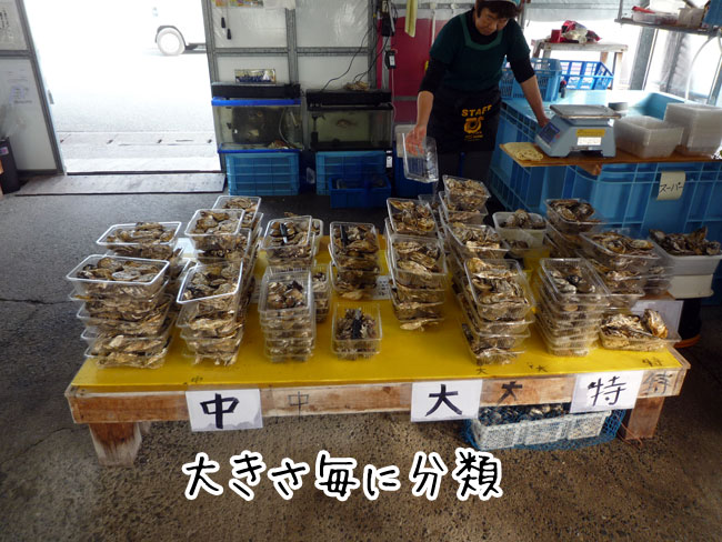 �Ђ낿���@���y�̑傫���@�������y����