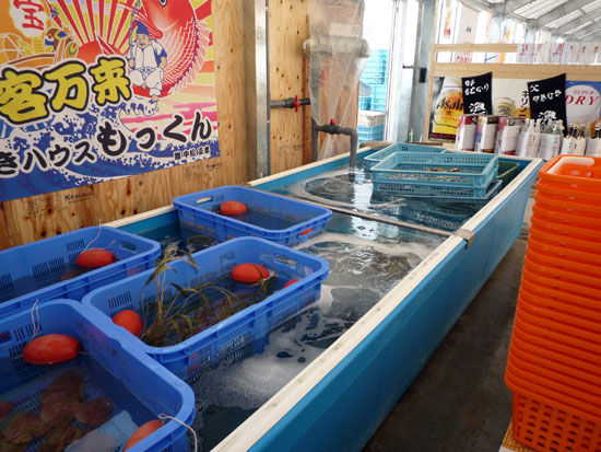 �J�L�n�E�X��������̓�����̐���