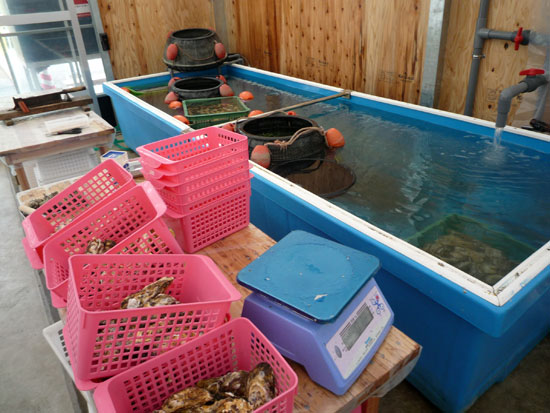 �痴�ۂ̓�����̐���