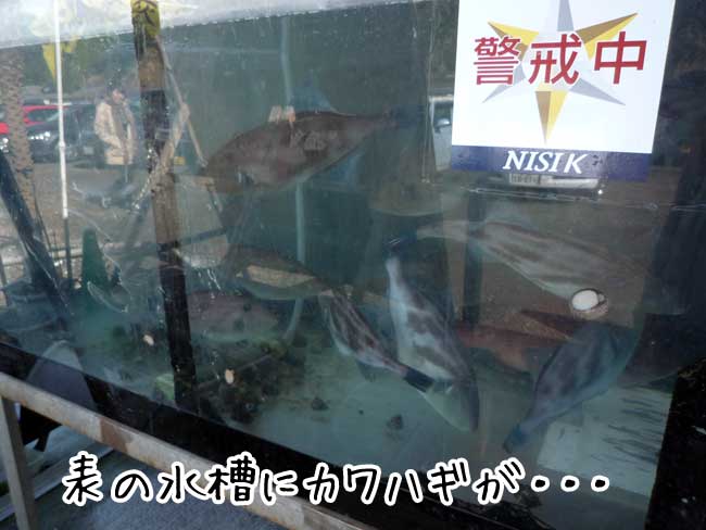 �痴�ۂ̃J���n�M