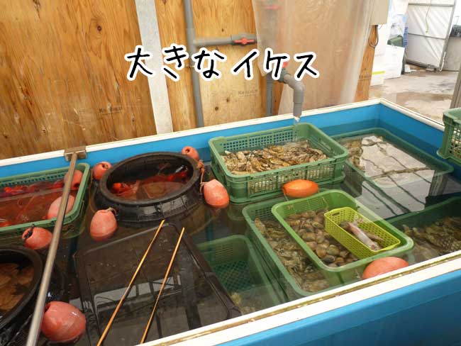 �痴�ہ@�C�P�X