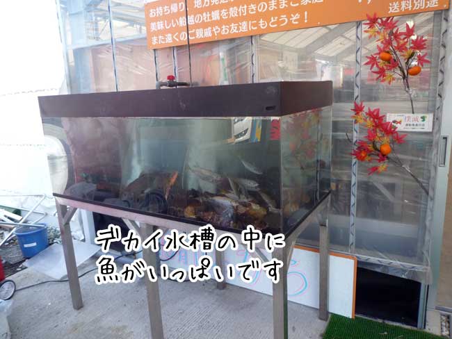 ���h�̐���