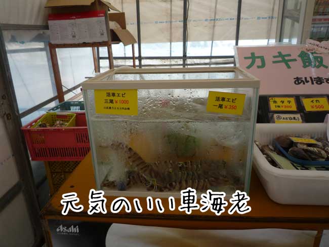 ���g���`�@�L�h�ہi���X�؁j