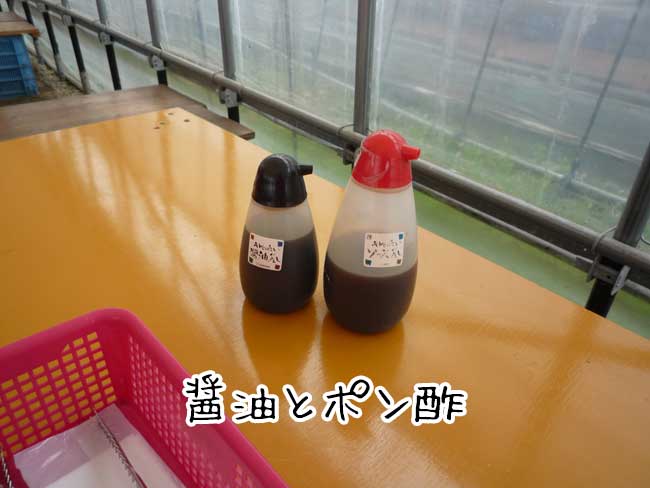 ���y�̐L�h�ہi���X�؁j������