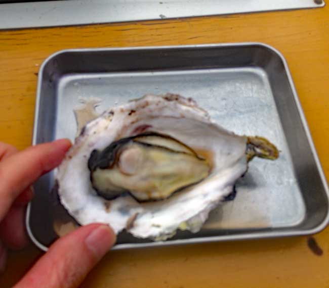 ���h�ۂ́A���ł��Ă��܂�