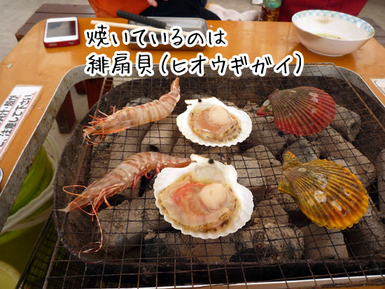 ���h�ۂ́A���ł��Ă��܂�