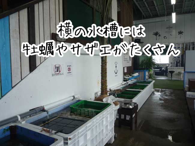 �����@��������̉��y�����@�E�G�X�^���}���[��